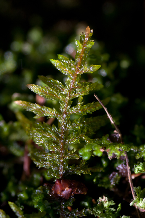 Pleurozium schreberi